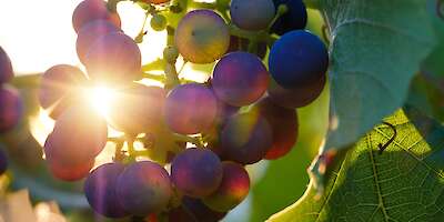 Bild von bru-no-1161770 auf pixabay.com