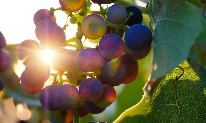 Bild von bru-no-1161770 auf pixabay.com