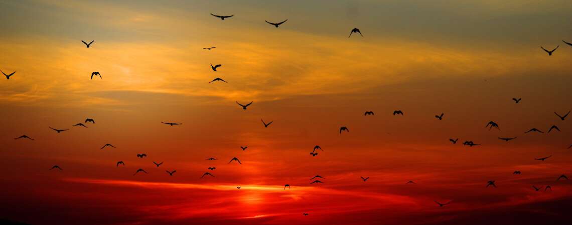 Image by Giani Gheorghe from Pixabay